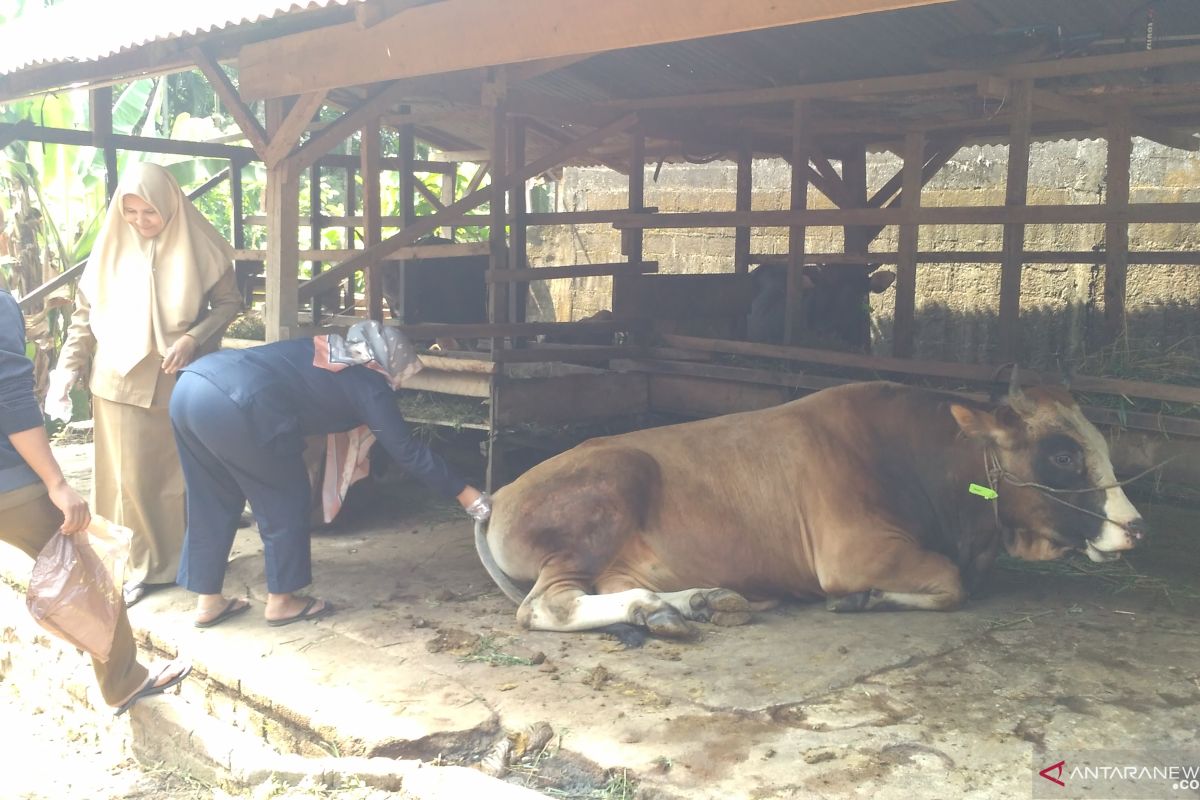 Tim kesehatan hewan Jambi sisir ternak dan berikan label sehat