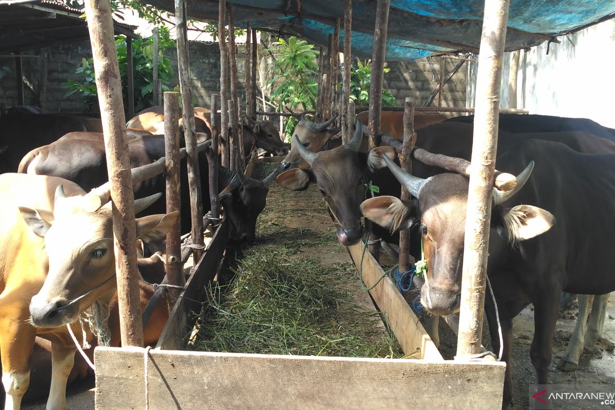 Penjualan hewan qurban di Jambi meningkat