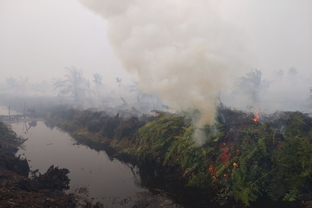 Kebakaran lahan gambut di Desa Sipin Teluk Duren, Muarojambi (video)