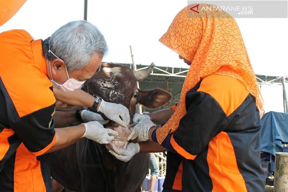 Pemkab Gresik terjunkan tim dokter periksa hewan kurban