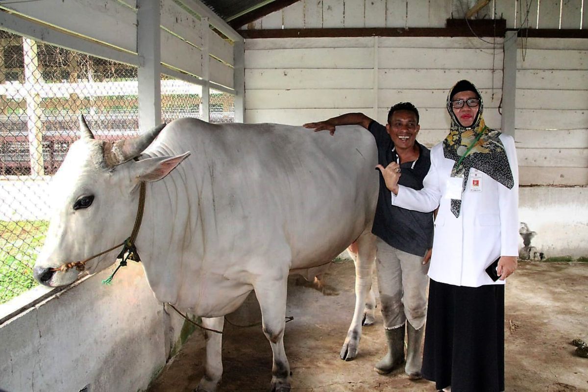 Distan Maluku pastikan hewan kurban aman dikonsumsi