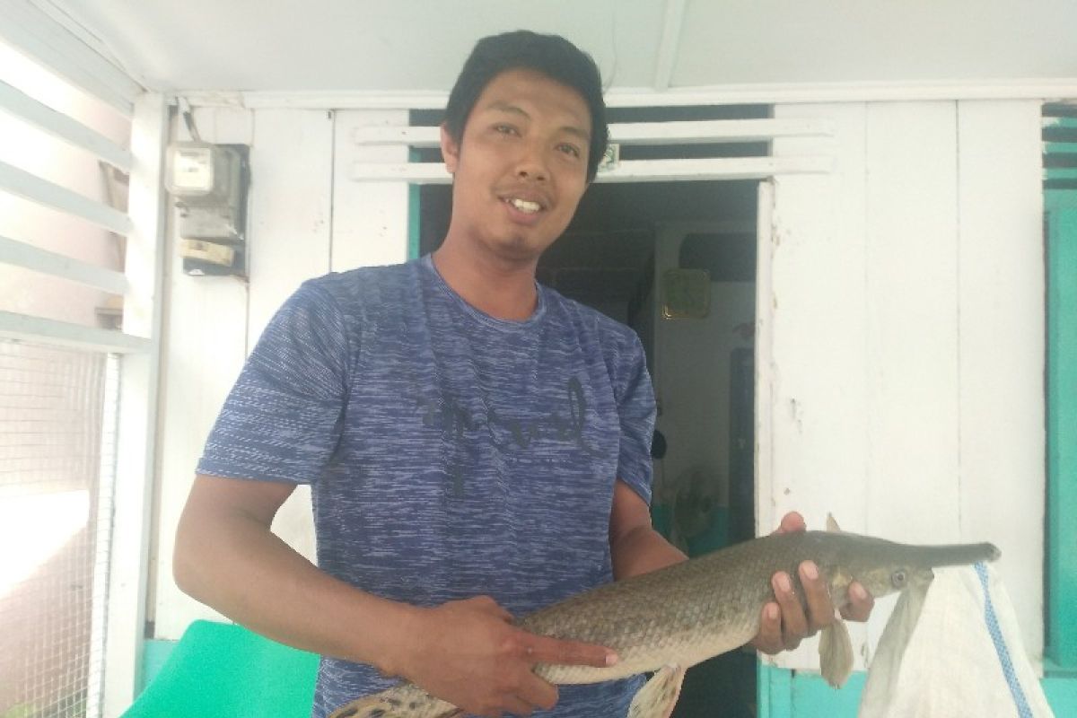 Warga Rantauprapat dapat ikan 'aligator' di Sungai Bilah