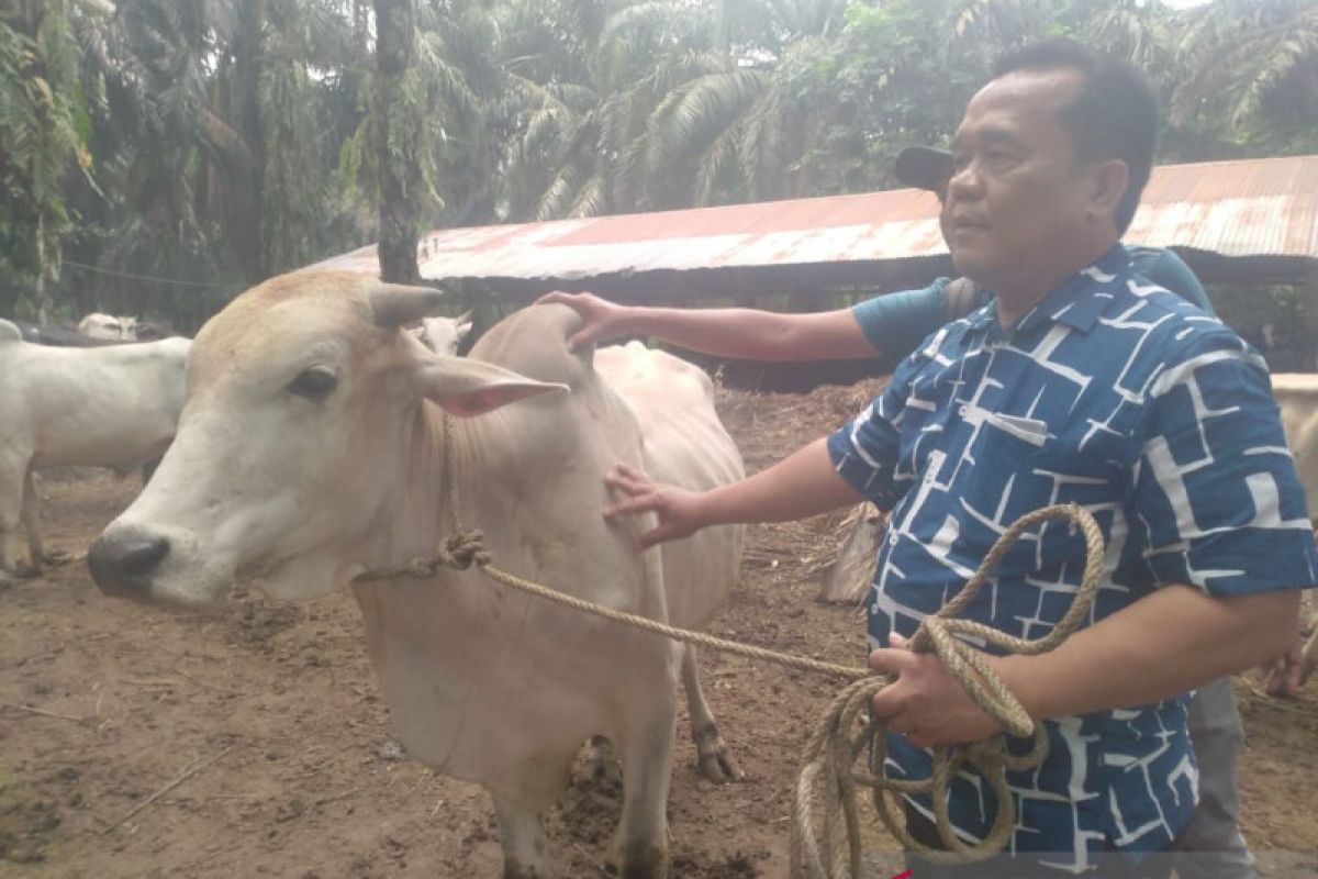 Permintaan hewan kurban di Labuhanbatu Selatan meningkat