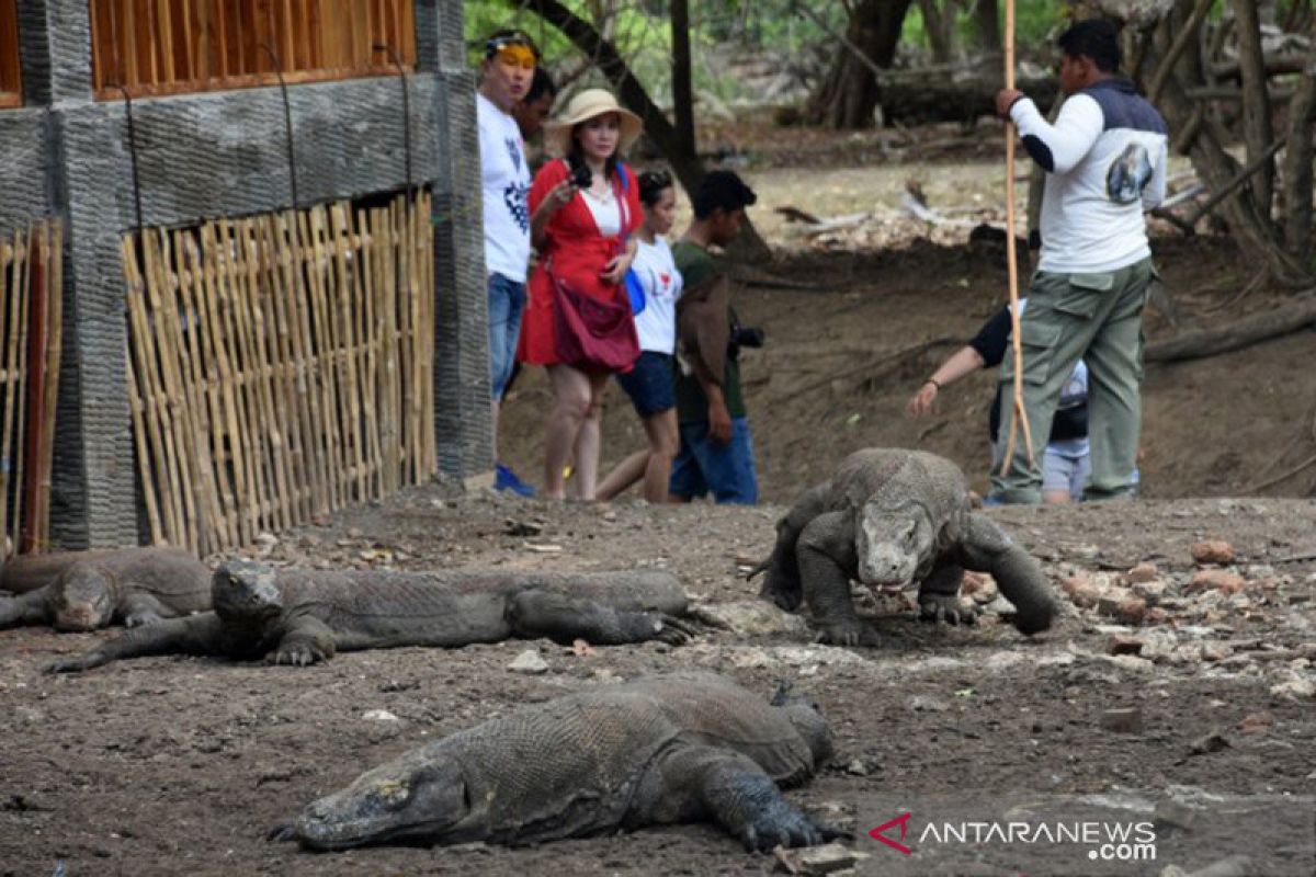 Komodo dan nasib para penghuni Pulau Komodo