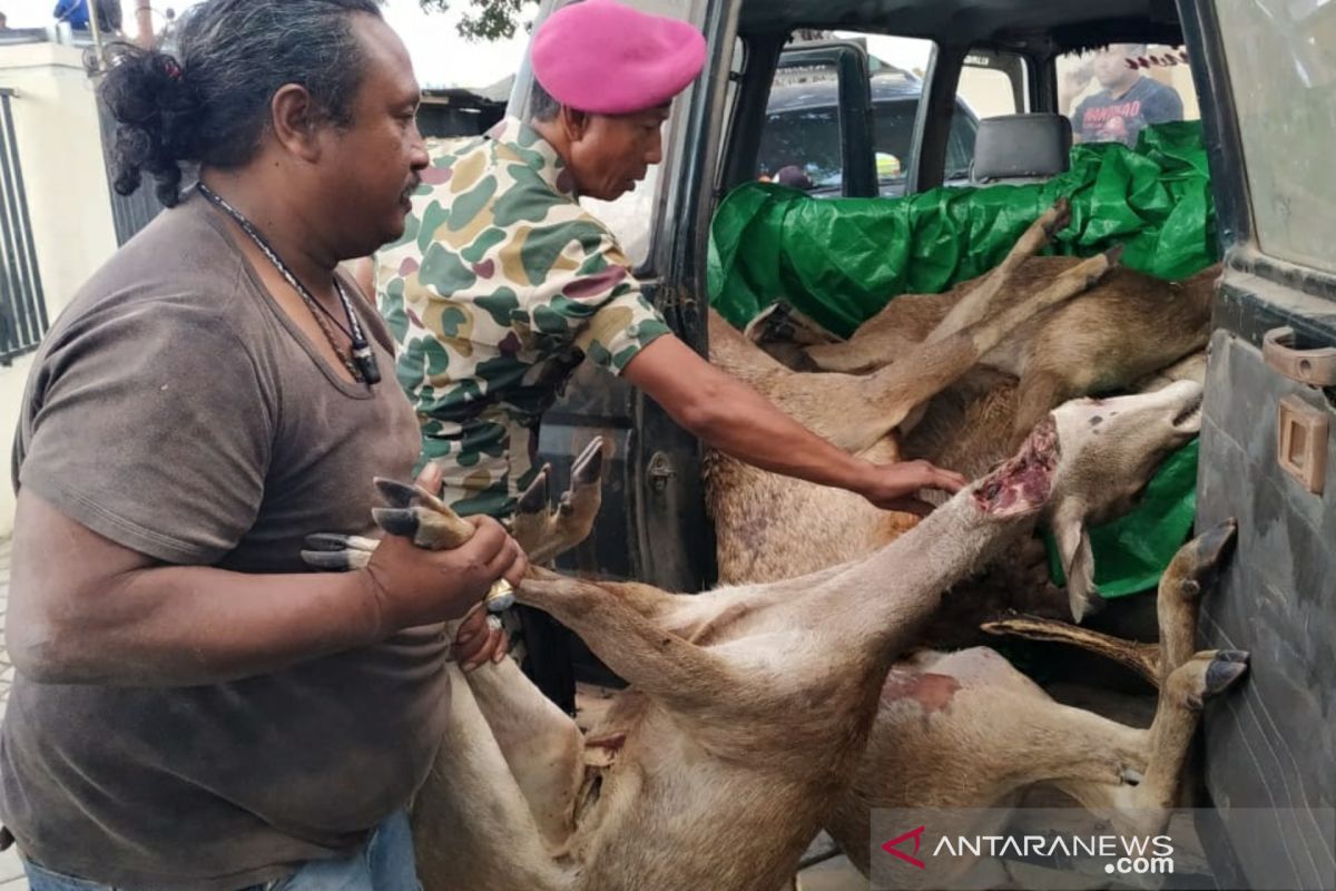 Lanal ungkap kasus perburuan rusa di Sape