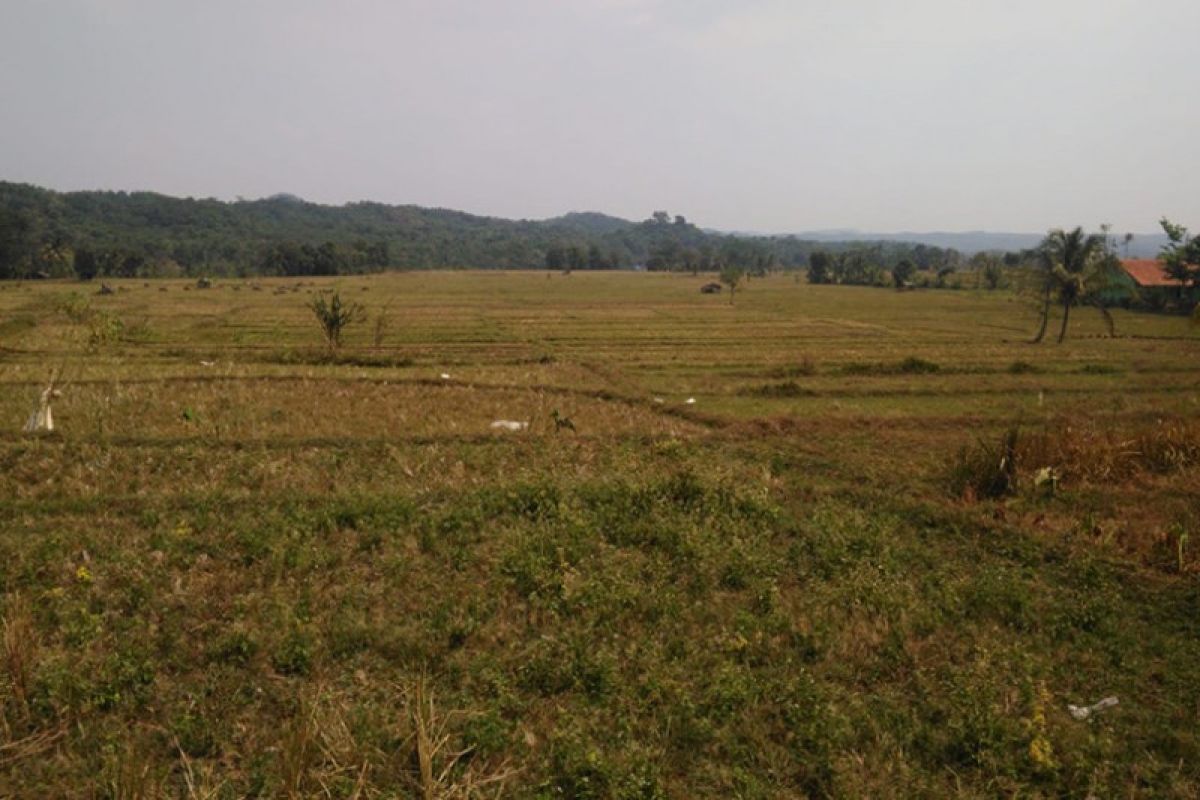 2.760 hektare sawah di Lebak kekeringan, khawatir gagal panen meluas