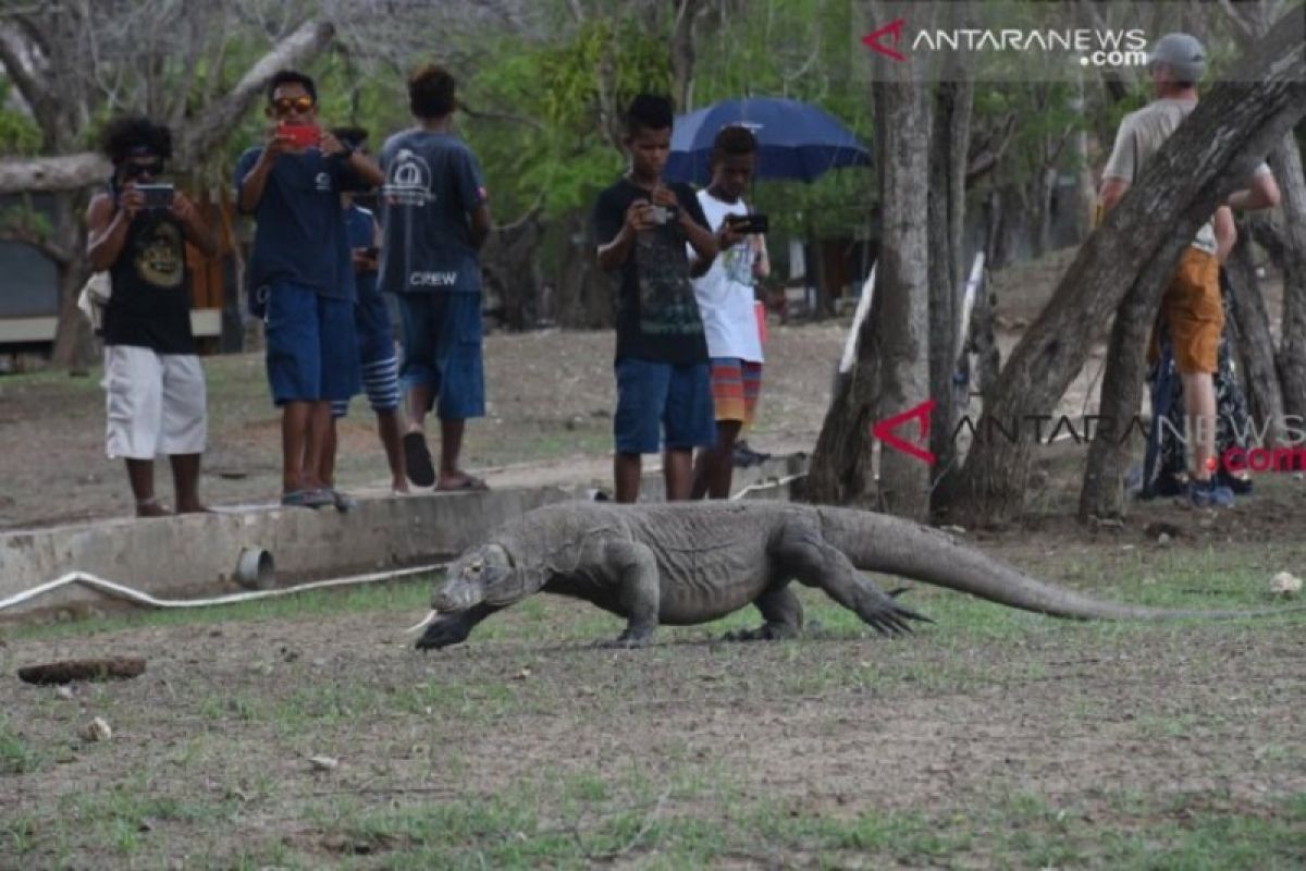 Asal muasal komodo hingga fenomena penutupan Taman Nasional Komodo