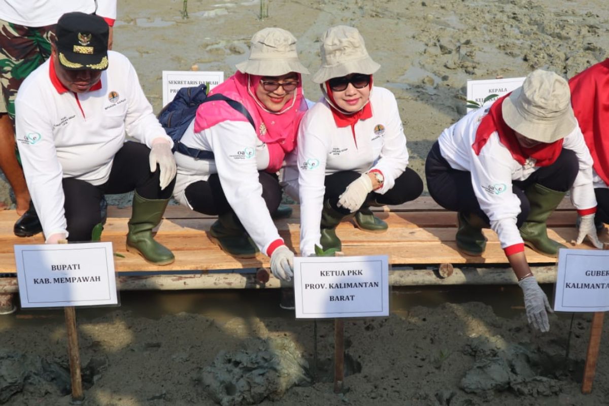 PKK Kalbar tanam mangrove jaga lingkungan