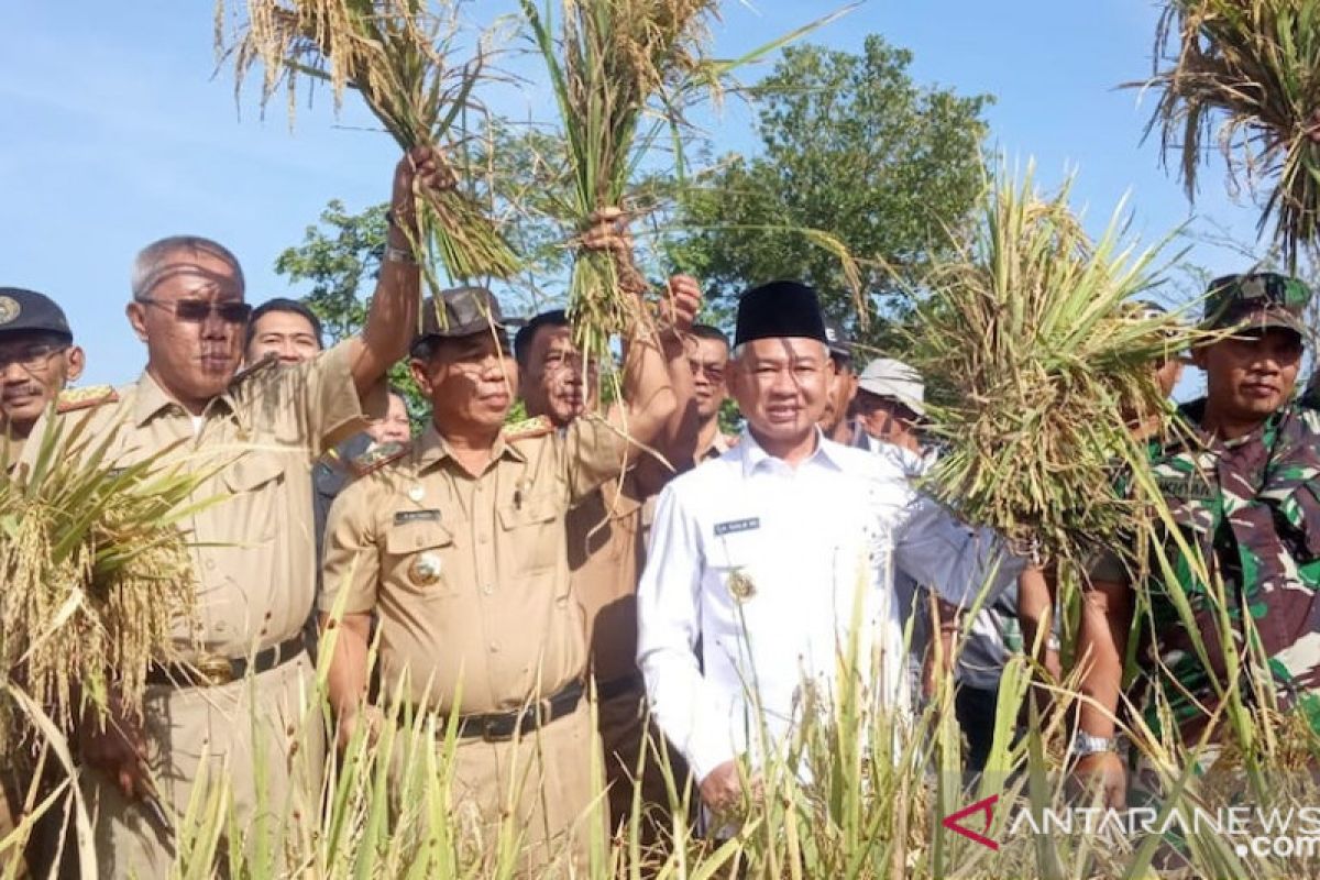 Kabupaten OKU Timur sukses kembangkan padi organik