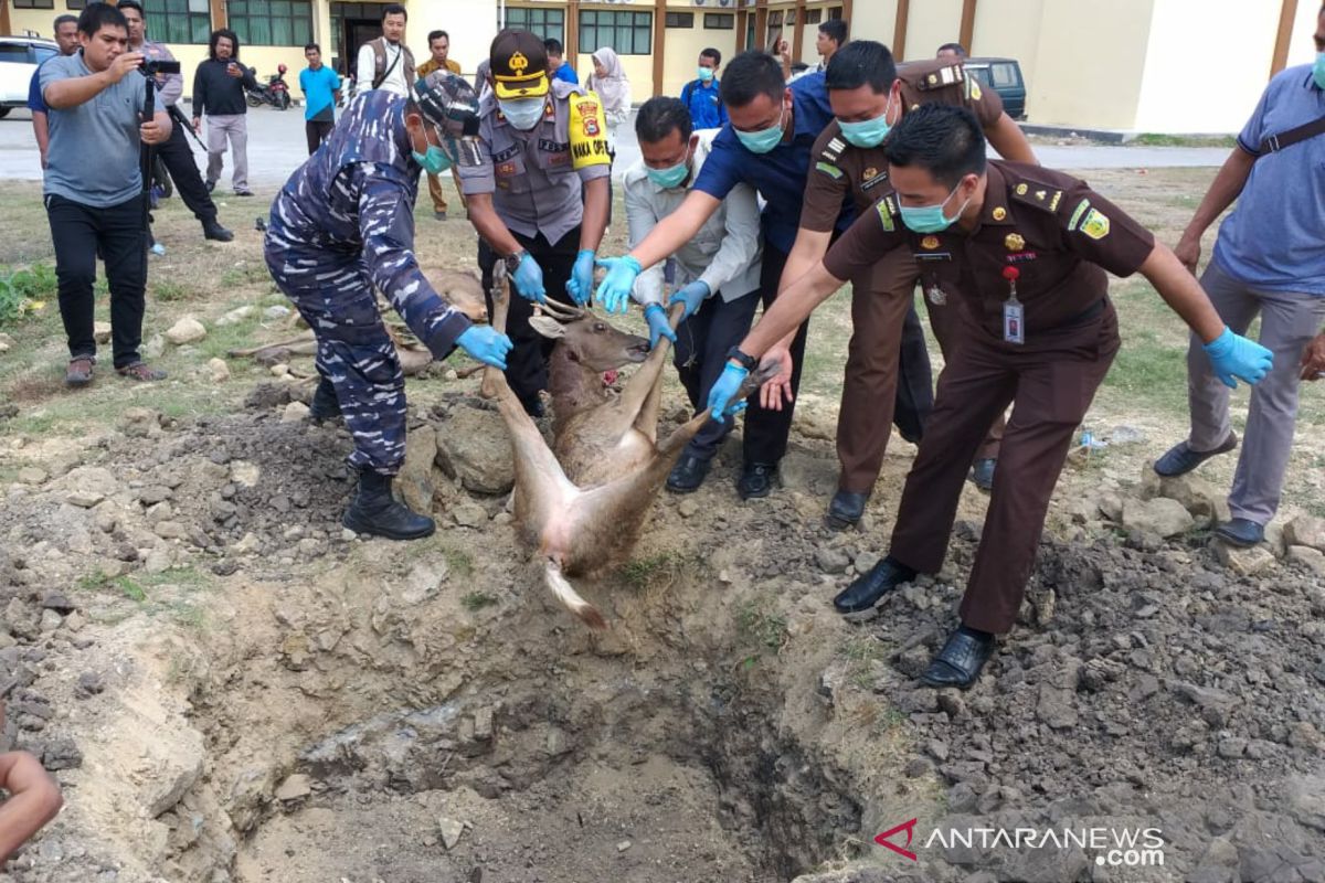 Polres Bima Kota memusnahkan barang bukti perdagangan satwa lindung