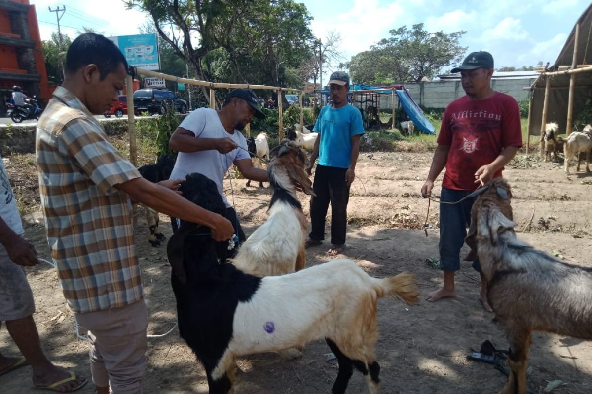 Pemkot Mataram menyiapkan puluhan hewan kurban