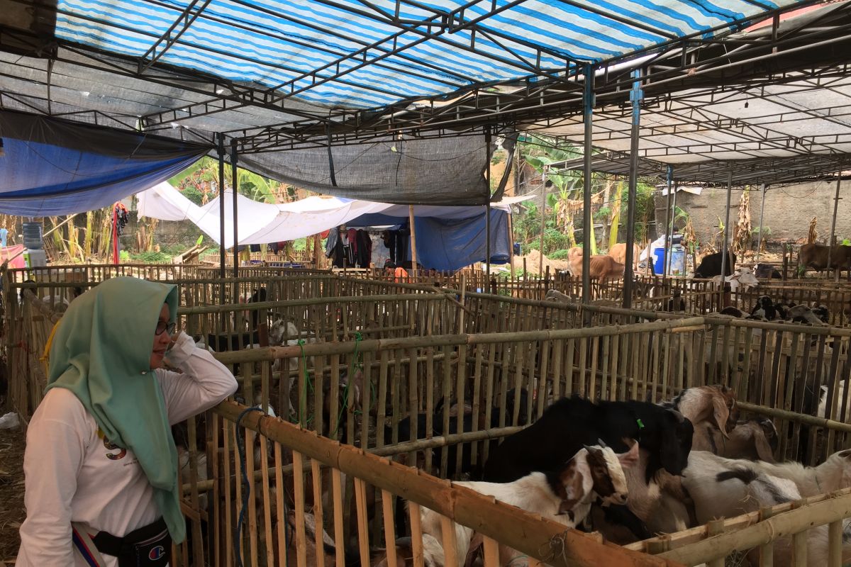 Pemkot Pontianak tandai sapi layak untuk kurban