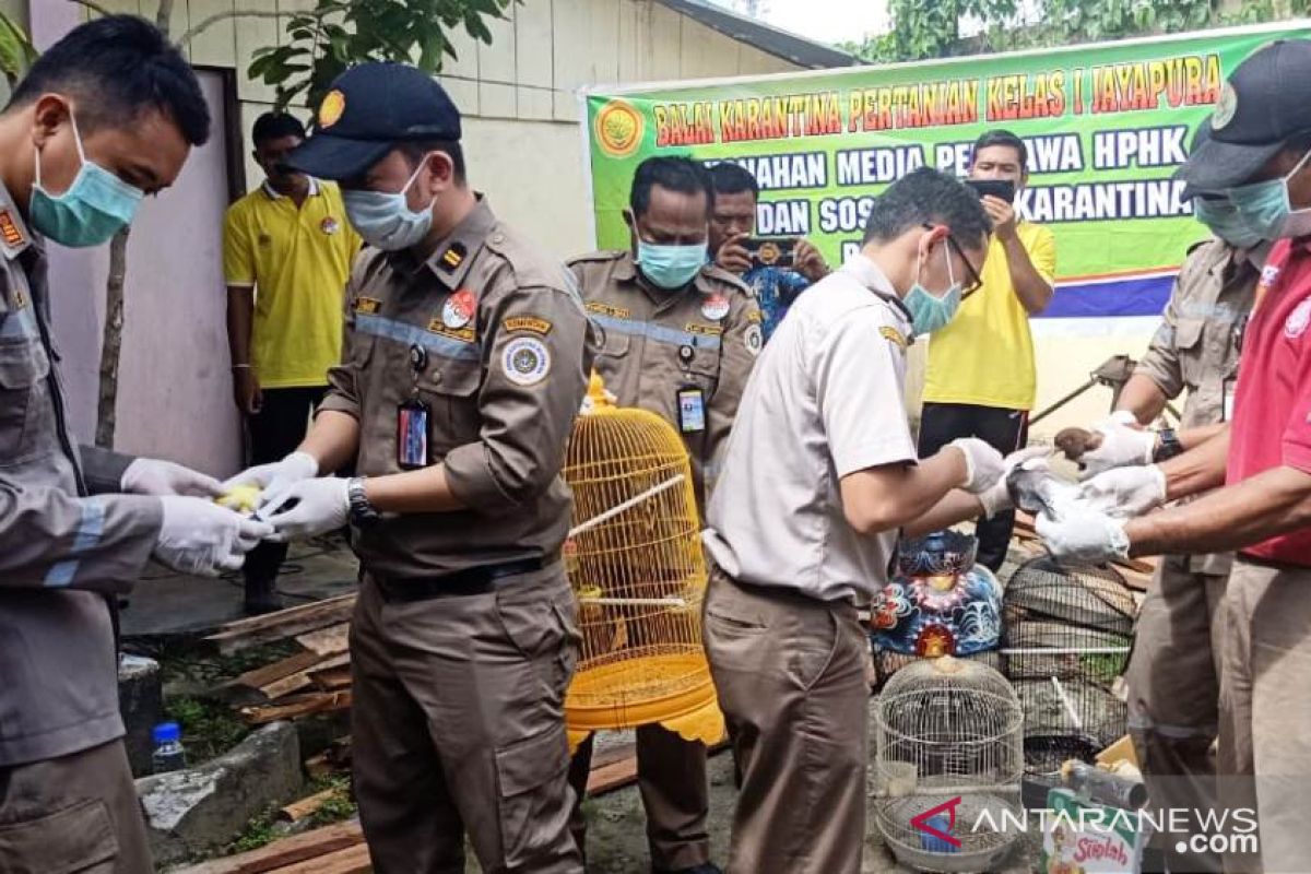 Balai Karantina Pertanian Jayapura musnahkan hewan dan tumbuhan selundupan