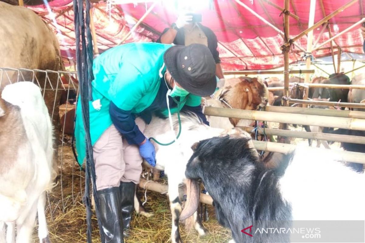 Sudin KPKP Jakarta Utara periksa hewan kurban di 52 tempat penampungan