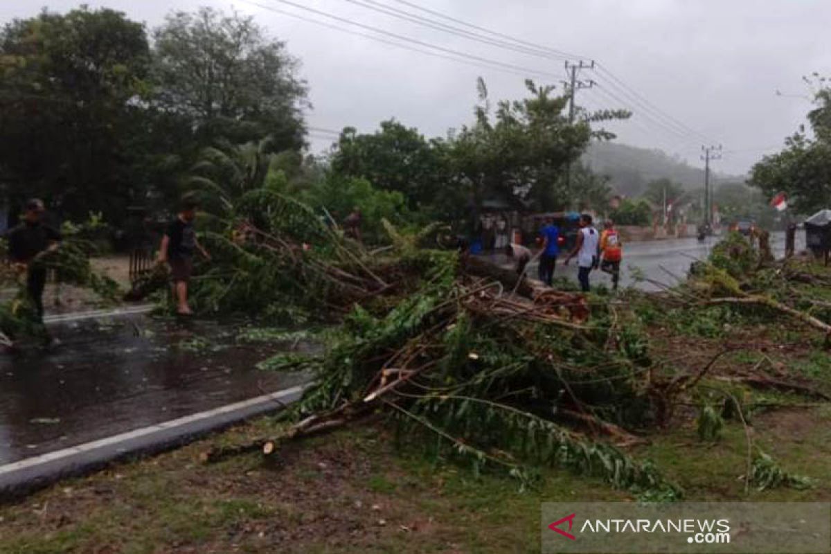 Pohon cemara tumbang di Lhoknga akibat angin kencang