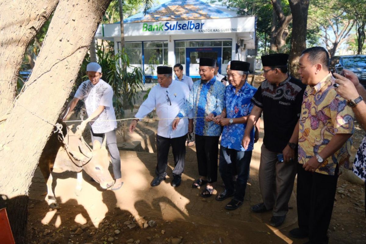 Pemprov Sulawesi Selatan bagikan hewan kurban 76 ekor sapi