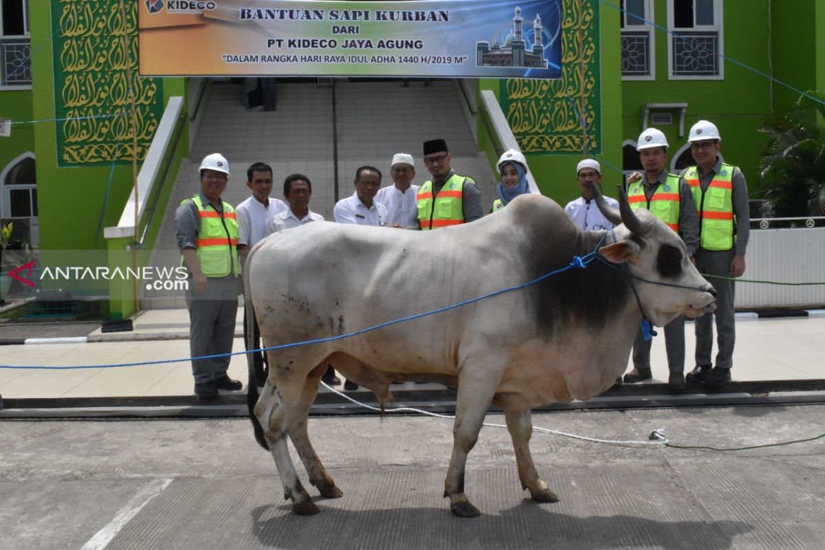 Kideco Bagikan 112 Ekor Sapi Qurban