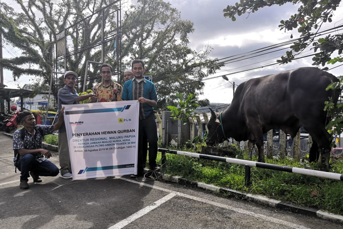 PLN UIP Maluku Salurkan sembilan hewan kurban