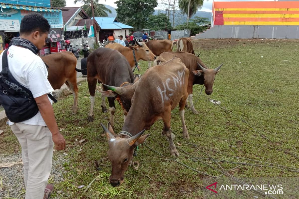 Penjualan hewan kurban di Ambon masih sepi