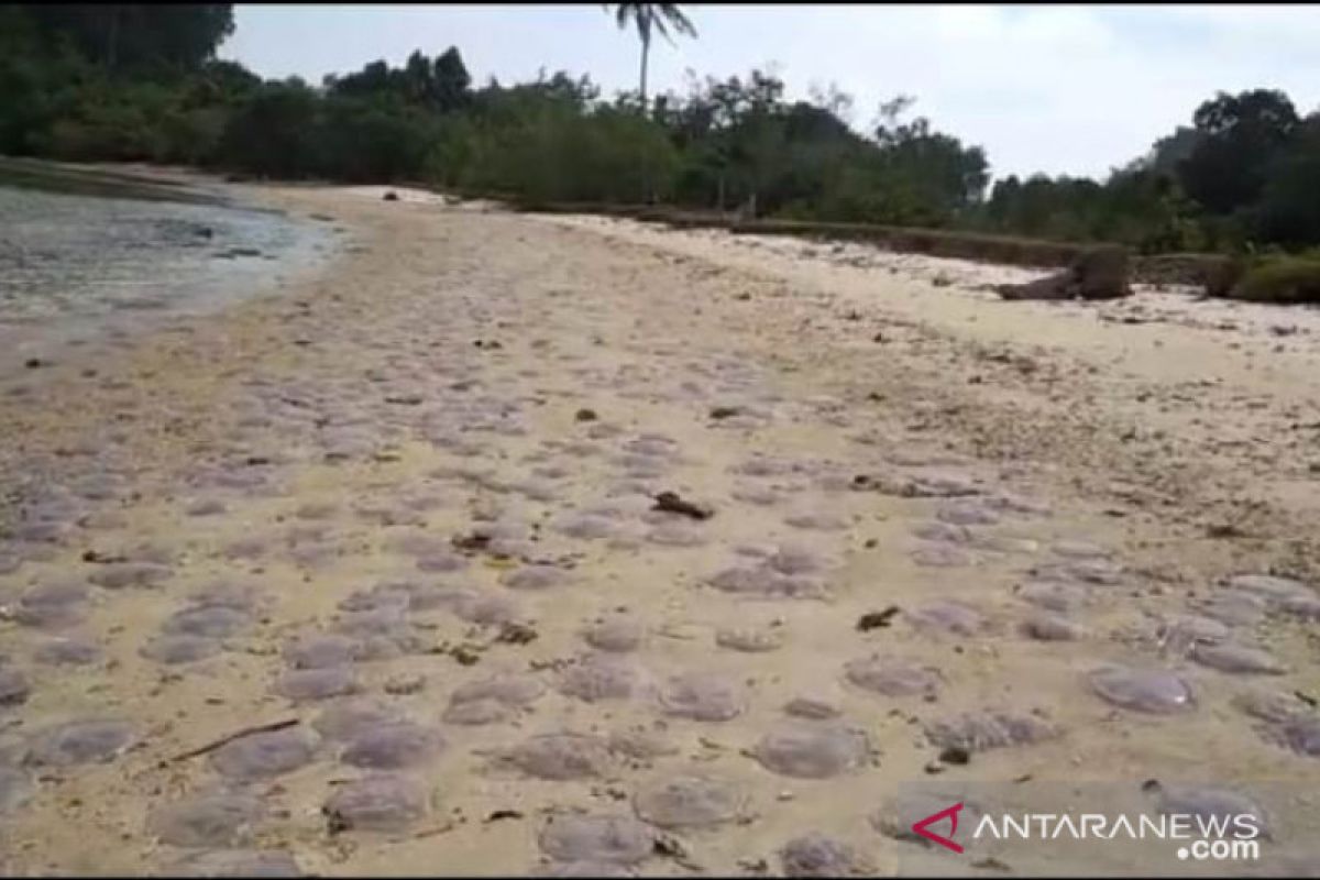 Badai laut, ribuan ubur-ubur mati terdampar di pantai Mandeh Pesisir Selatan