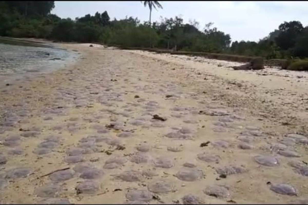 Ribuan ubur-ubur terdampar di pantai