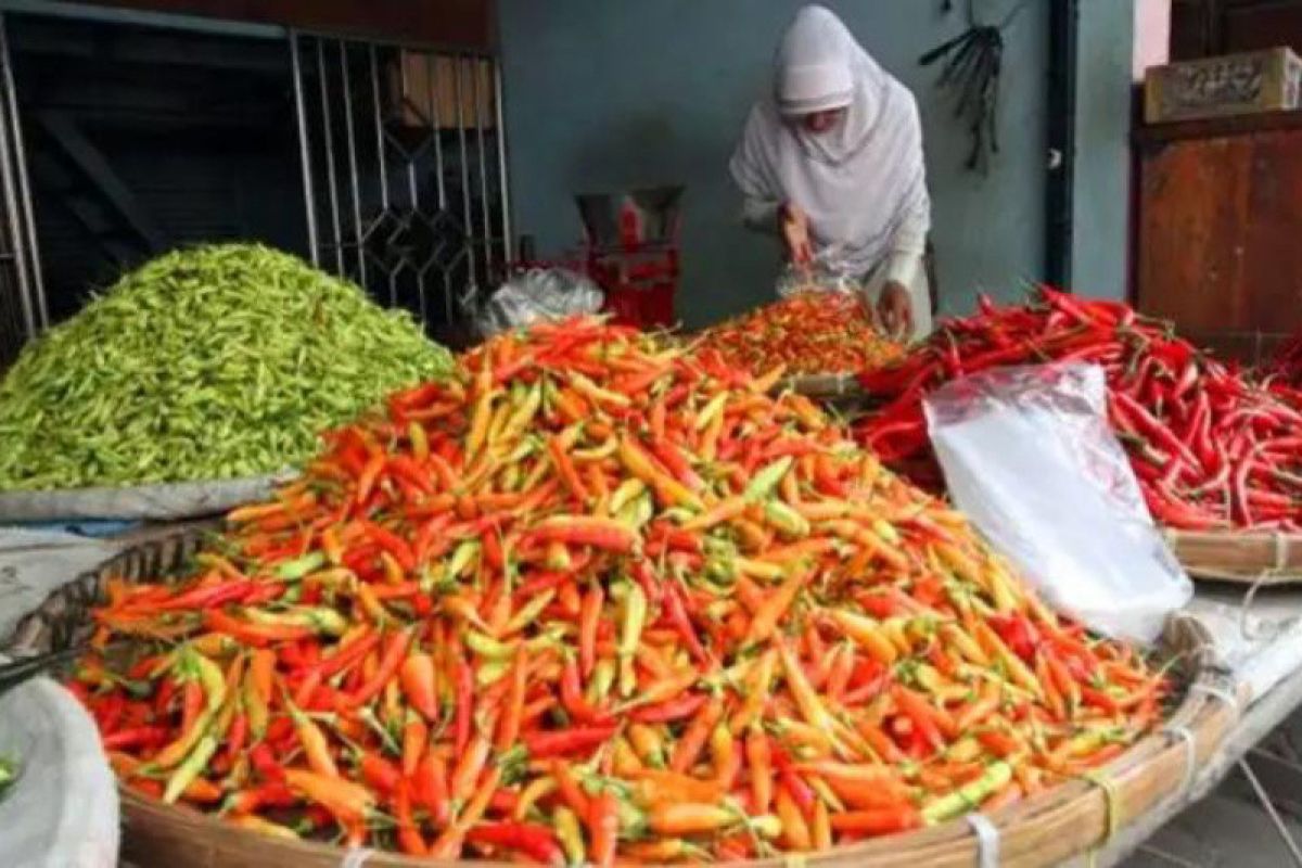 Harga cabai rawit di Singkawang tembus Rp90.000 per kg