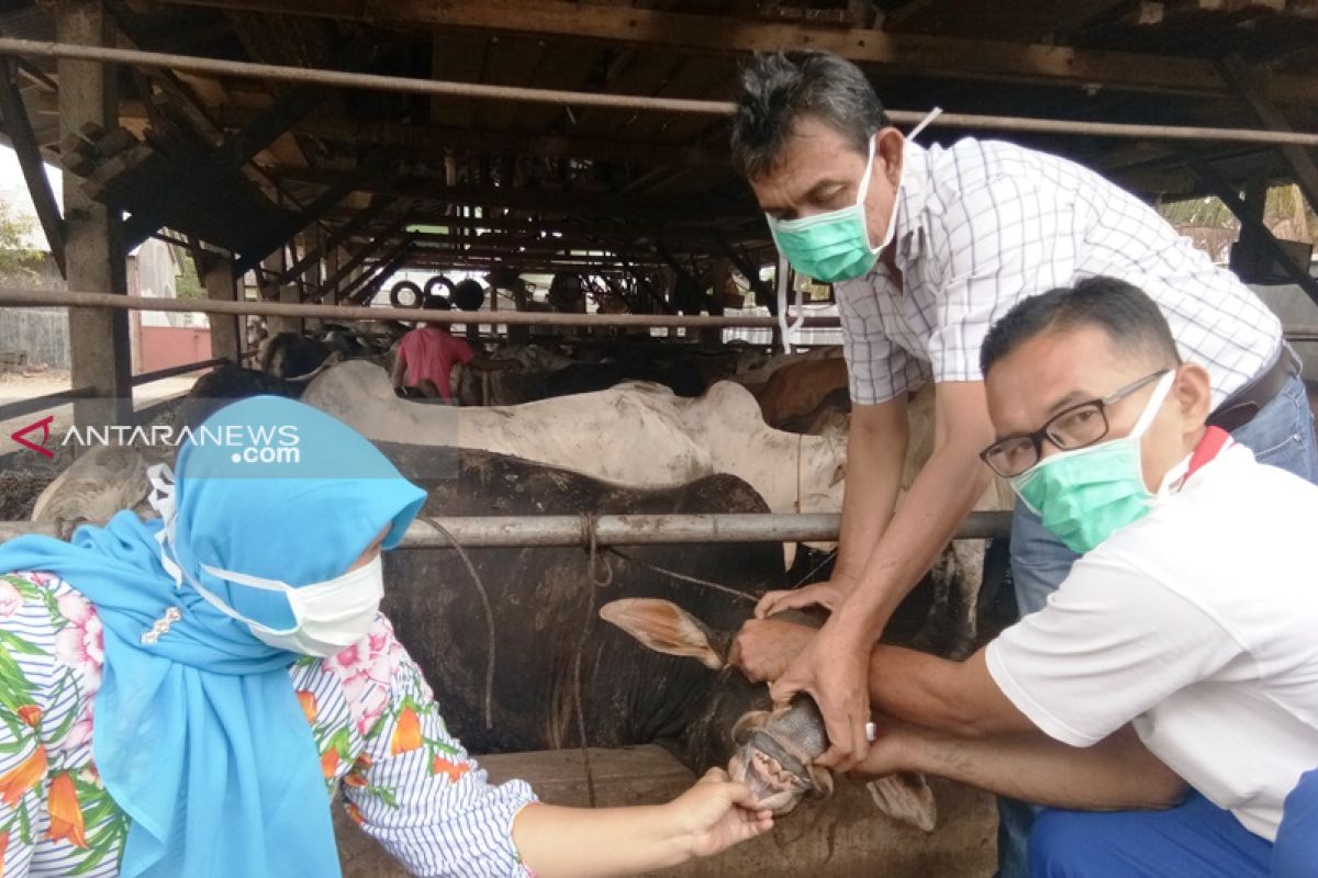 Pakar: Perlakuan kepada hewan kurban pengaruhi cita rasa daging