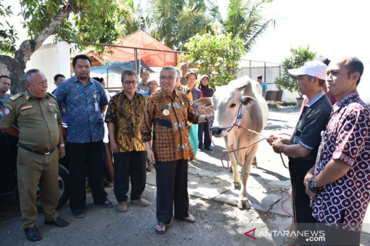 Pemkab Bantul menyumbang hewan kurban 40 kambing