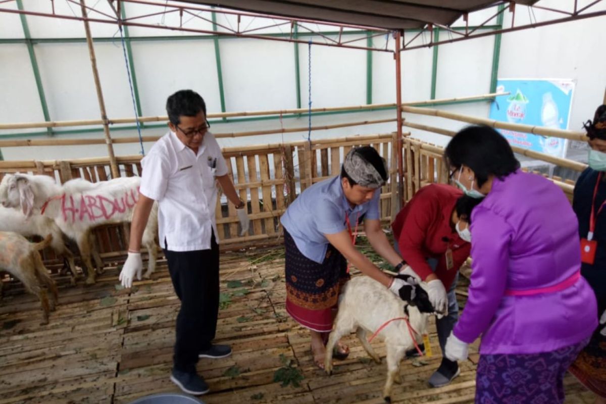 Distan Denpasar imbau masyarakat periksakan kesehatan hewan kurban