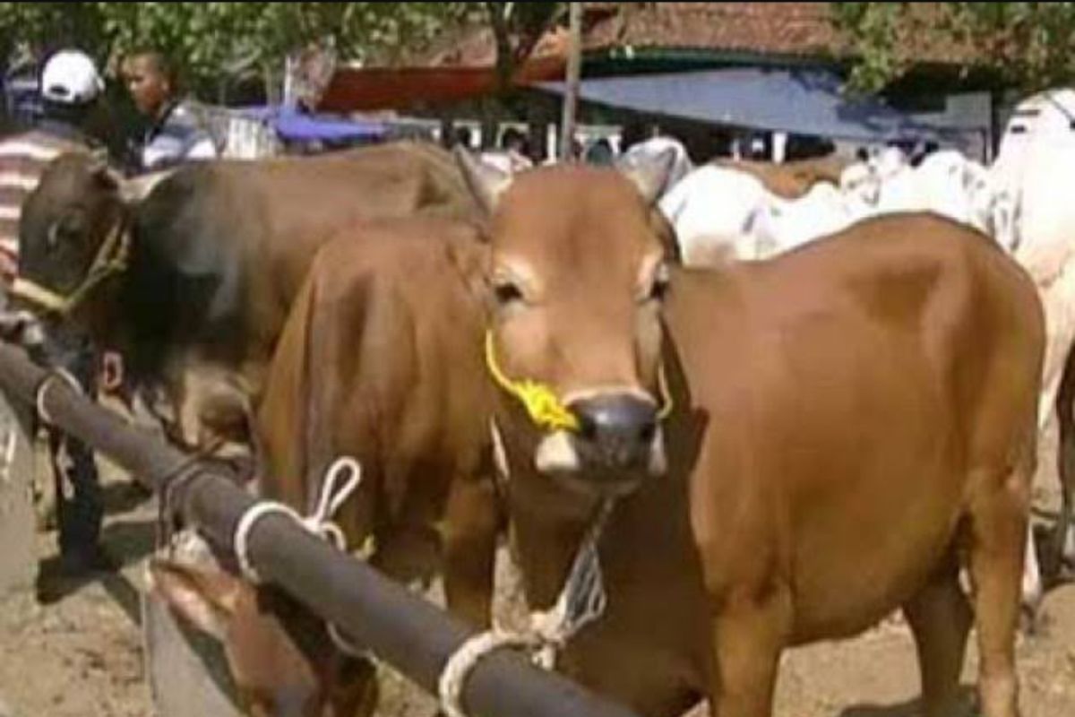 40 sapi kurban siap disalurkan DKI dalam berbagai bentuk olahan