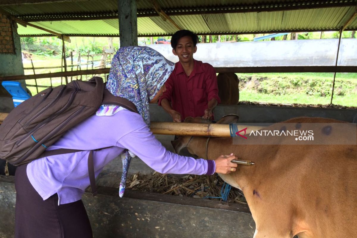 Puskeswan Curup tingkatkan pemantauan hewan kurban