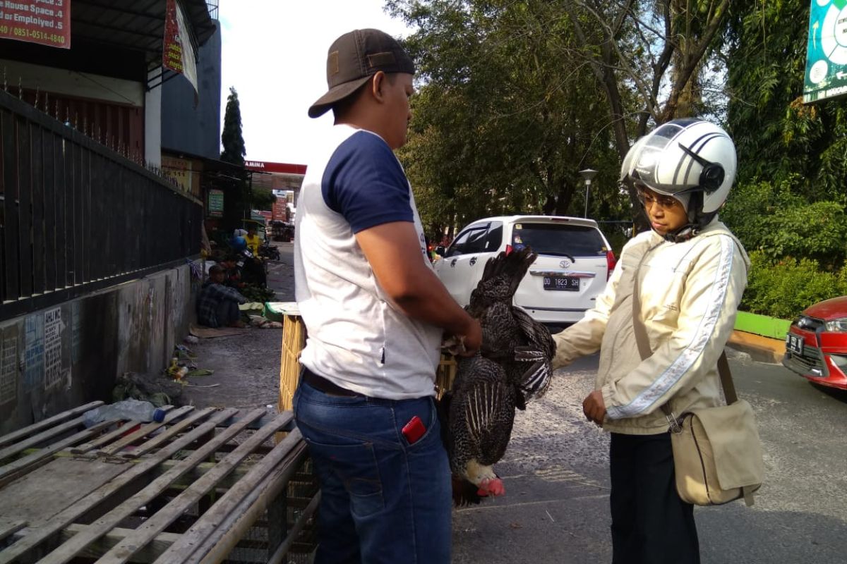 Pedagang ayam musiman bermunculan  di Makassar