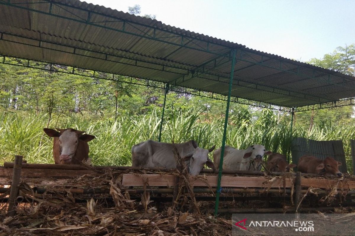 Panitia kurban diminta kemas daging kurban dengan bahan ramah lingkungan