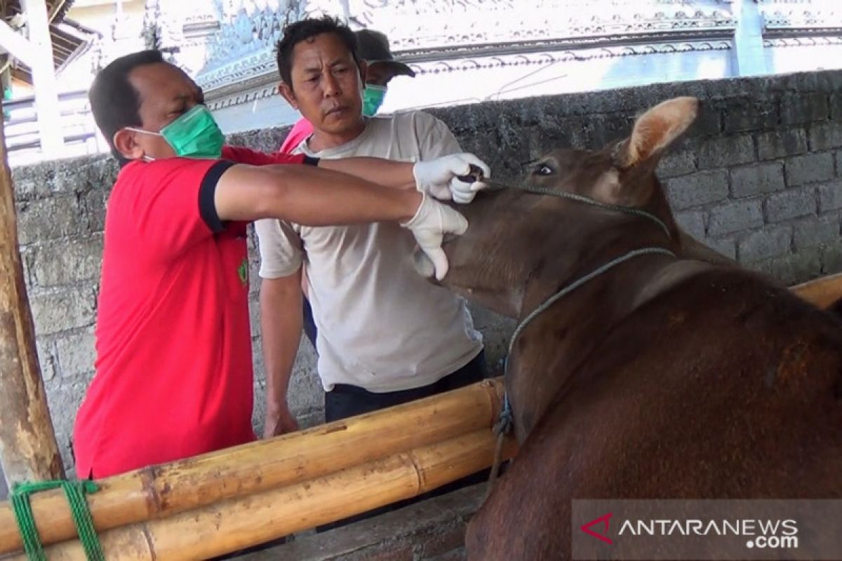 Petugas Dinas Pertanian-Pangan Jembrana periksa kesehatan hewan kurban