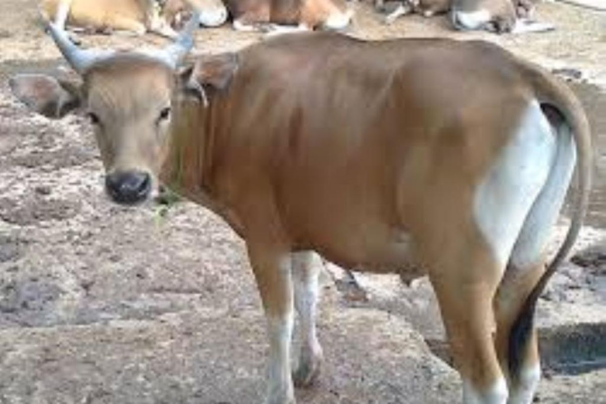 Persediaan sapi di Biak Numfor cukup untuk kebutuhan kurban Idul Adha