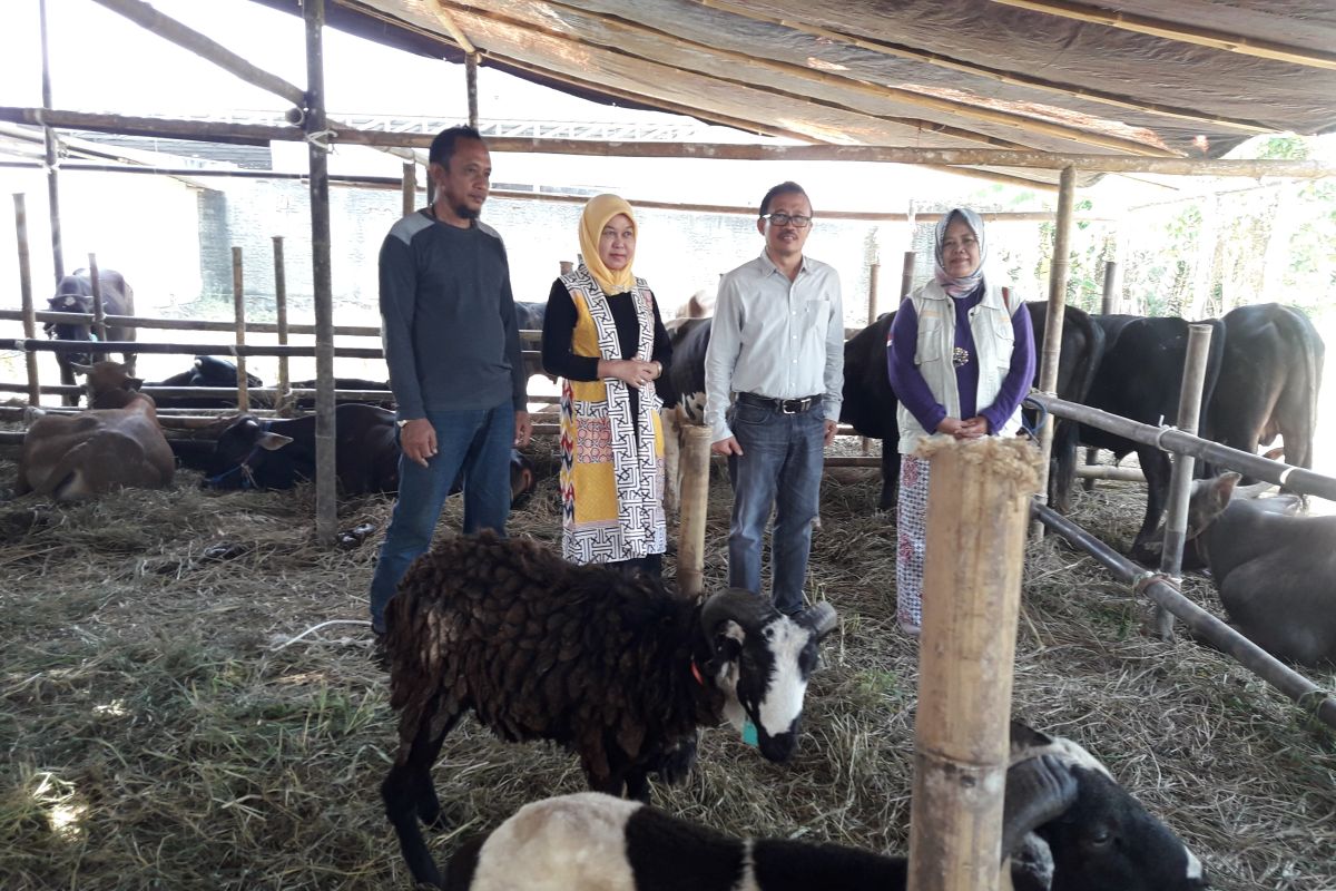 Distan Banten pantau 17 lokasi pemotongan hewan kurban,  pastikan kesehatan hewan