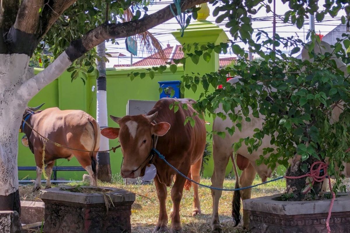 402 relawan lakukan pengawasan pemotongan hewan kurban di  Aceh