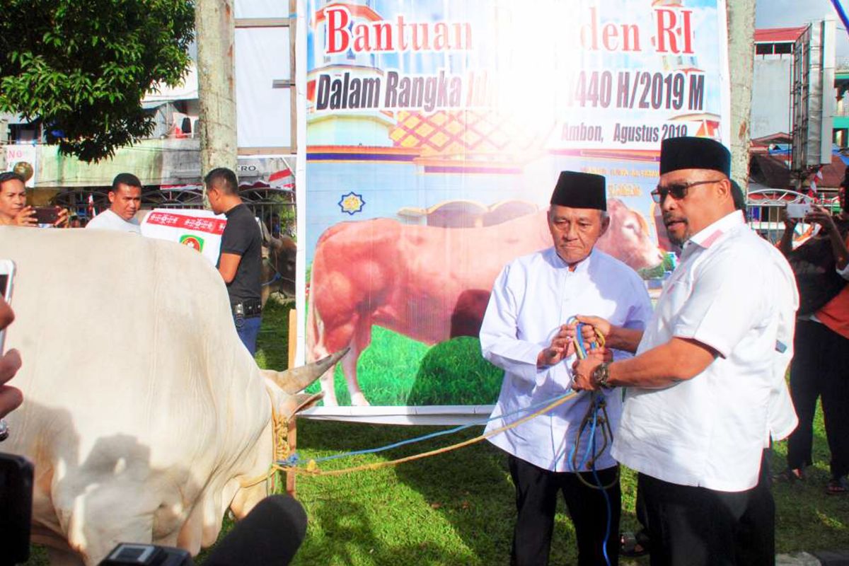 Gubernur Maluku serahkan sapi seberat 850 kg sumbangan Presiden