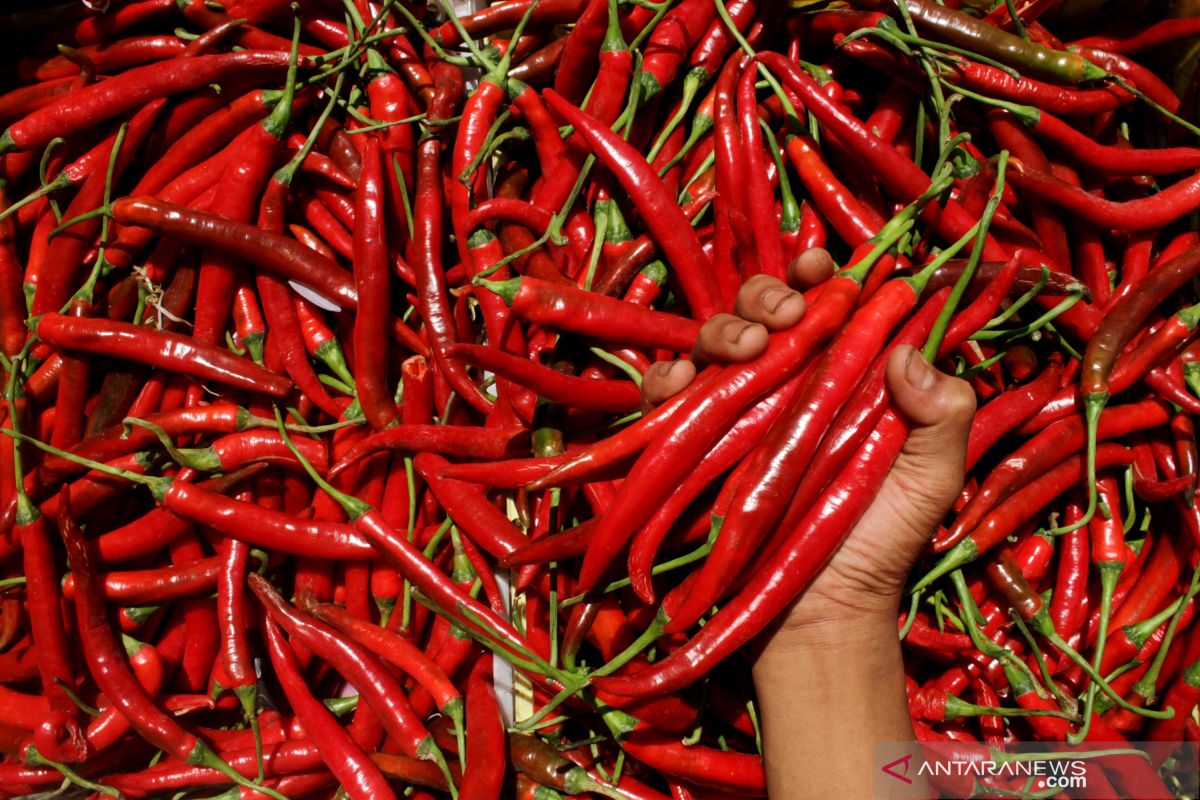 Paguyuban petani sebut harga cabai di Jatim sudah turun