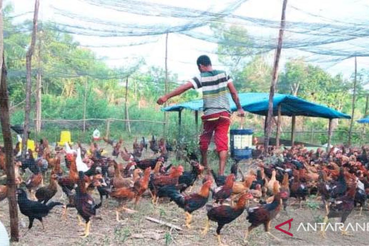 Bantu bibit ayam, KSTM : terima kasih Kementerian Pertanian