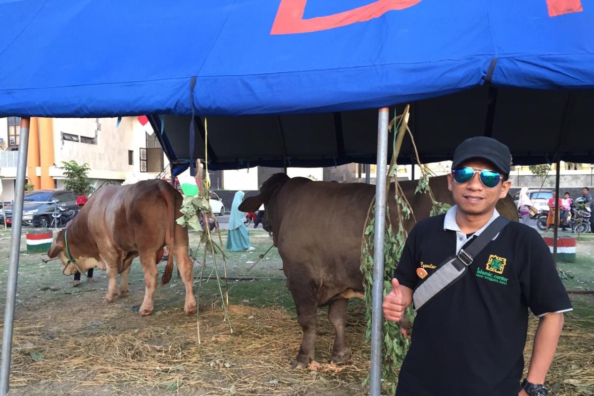 Sapi kurban Jokowi jadi ajang swafoto