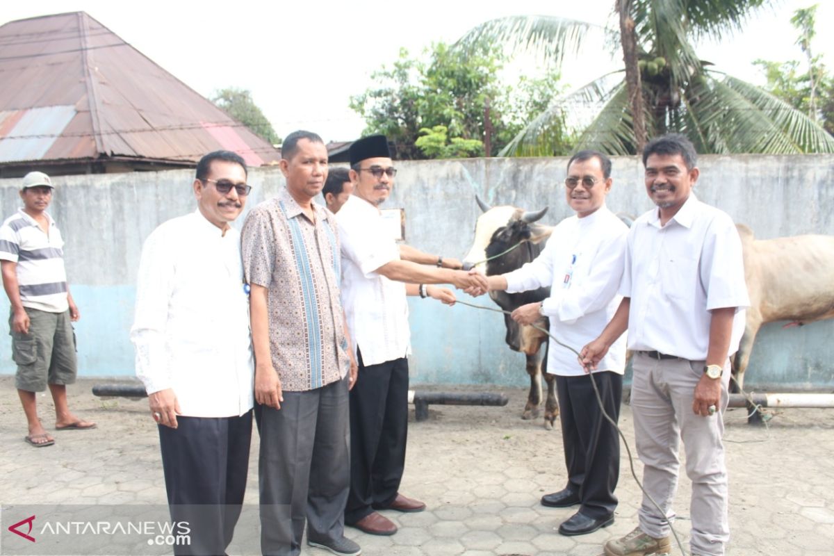 Bank Nagari bagikan lima sapi kurban, wujud kepedulian