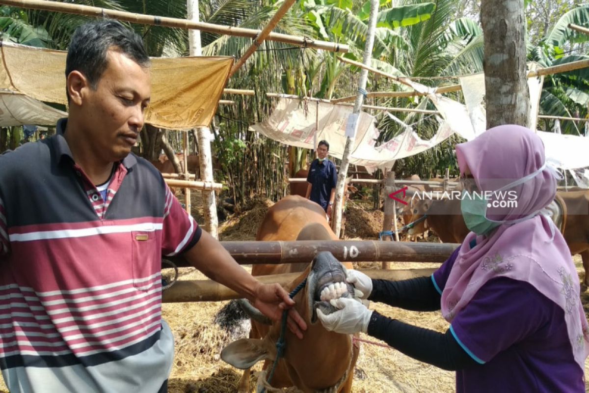 Panitia kurban di Kulon Progo diimbau tidak mencuci jeroan di sungai