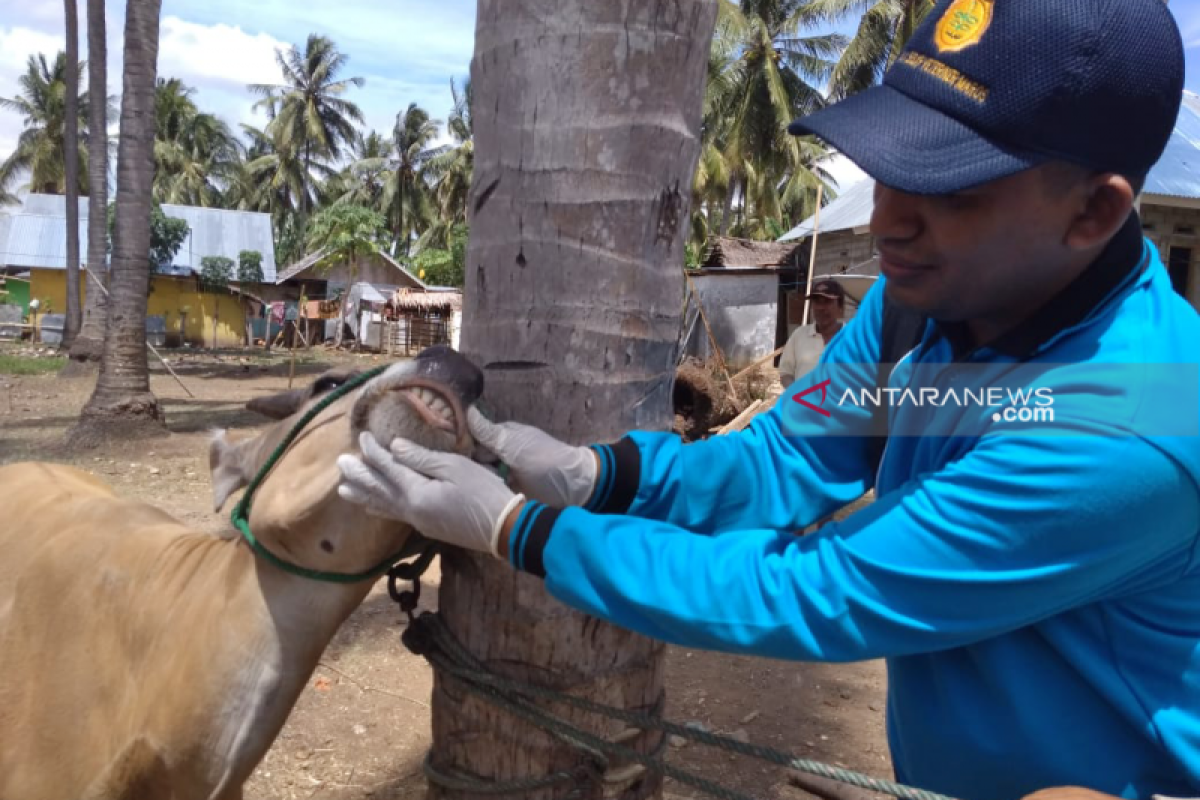 Di Desa Tabongo Timur Gubernur Gorontalo  shalat Idul Adha