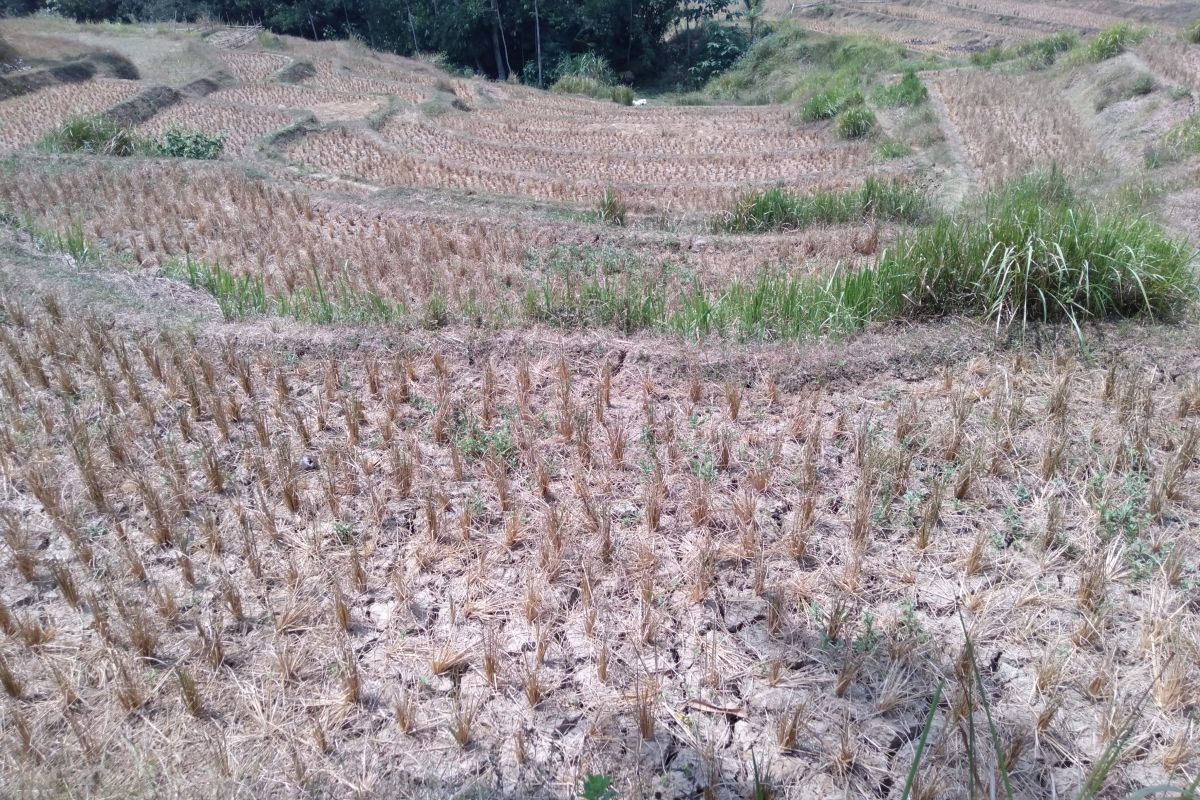 Atasi kekeringan dengan pompanisasi terkendala sumber air selama musim kemarau