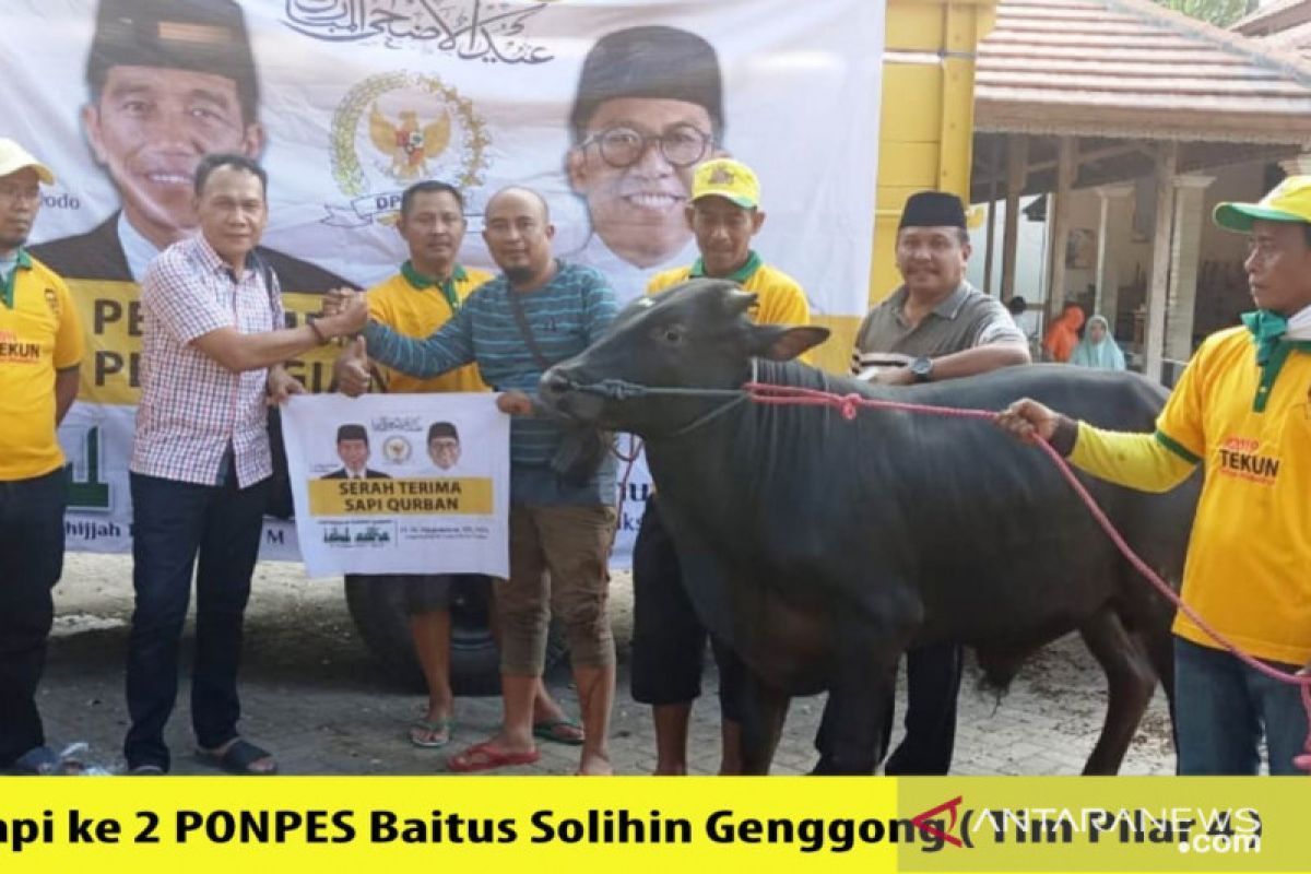 Misbakhun berqurban 16 ekor sapi di daerah pemilihannya