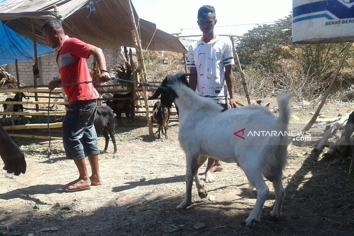 Ketiadaan pasar hewan, pedagang kambing pun mengeluh