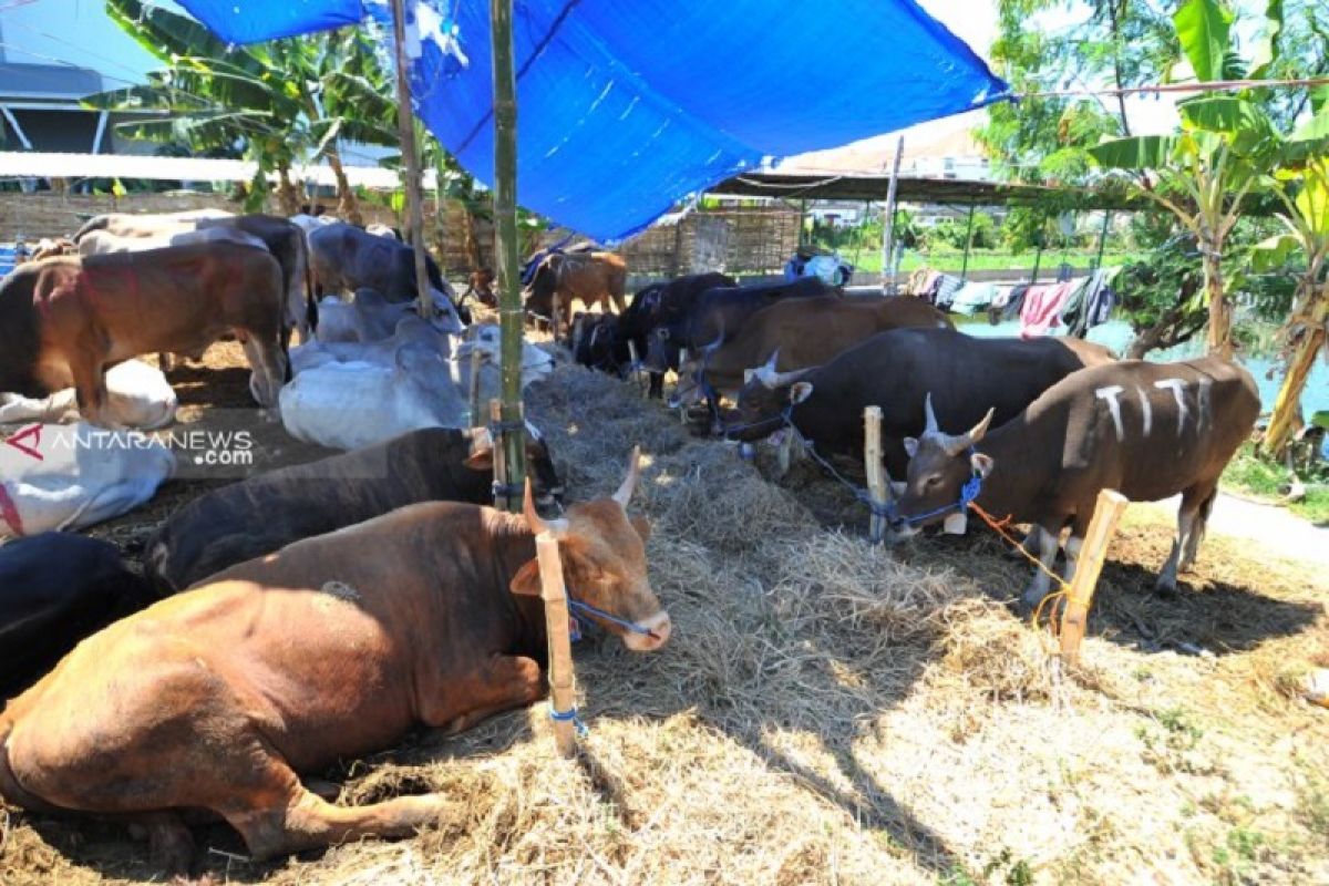 Buang limbah hewan kurban sembarangan ke sungai di Surabaya dikenai sanksi