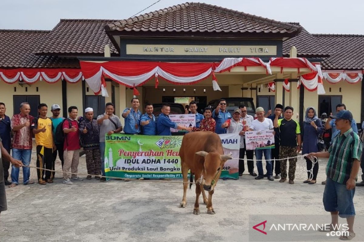 PT Timah bagikan 112 ekor sapi kurban untuk masyarakat Bangka Belitung