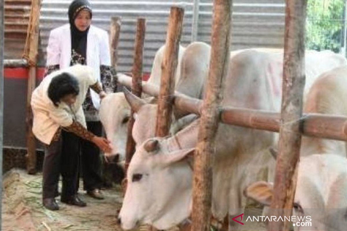 Pemprov Babel kerahkan tim terpadu awasi pemotongan hewan kurban